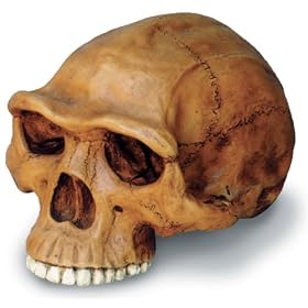 Homo Erectus Cranium Replica by Skullduggery