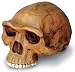 Homo Erectus Cranium Replica