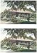 Pair Of 1922 California Postcards In Winter