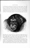 Natural History 1893-94 Head Chimpanzee Wild Animal