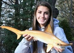 Taxidermy Hammerhead Shark 26" Wall Full Mount NEW!