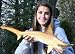 Taxidermy Hammerhead Shark 26" Wall Full Mount NEW!