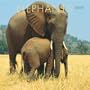 Elephants 2009 Square Wall Calendar (Multilingual Edition)