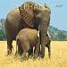 Elephants 2009 Square Wall Calendar (Multilingual Edition)