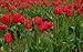 10 Perennial Red Tulip Bulbs, Fall Planting, 11/12cm