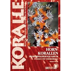 Hornkorallen im Meerwasseraquarium: Pflege und Vermehrung