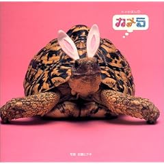 �J����\�J���̖{�q1�r (�J���̂ق� (1))
