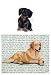 Dachshund (Smooth, Black and Tan) Glass Cutting Board
