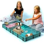 Midwest Interactive Guinea Habitat Plus
