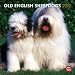 Old English Sheepdogs 2012 Square 12X12 Wall Calendar (Multilingual Edition)