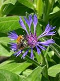 Eigenschaften Dachstauden  / 2 Stück Centaurea montana - Berg-Flockenblume