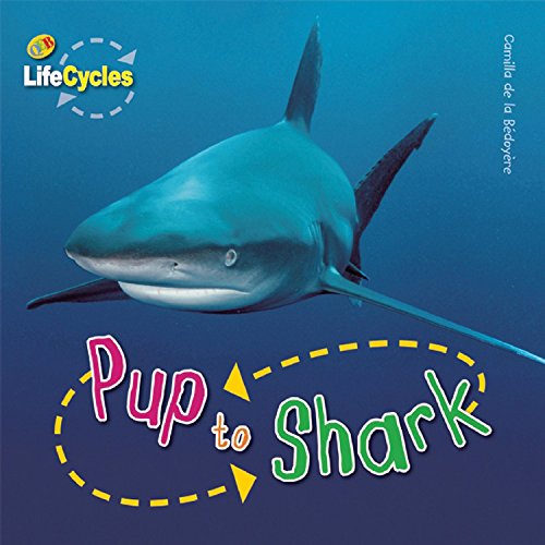 pup to shark lifecycles
