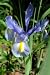 Kitchen & Housewares : Silvery Beauty Dutch Iris 10 Bulbs - Great Cut Flower!
