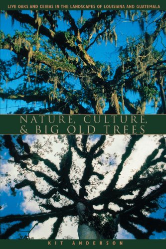 nature culture and big old trees live oaks and ceibas in the landscapes of louisiana and guatemala