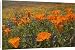 Canvas Prints of California Poppies and Yellow Goldfields (Lasthenia californica), Pygmy-Leaved from Ardea Wildlife Pets