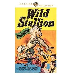Wild Stallion