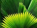 Palm at Windjammer Landing Villas, Gros Islet Art Photographic Poster Print by Holger Leue, 12x9
