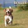 Beagles 2009 Wall Calendar