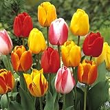 Grand Mix of Perennial Darwin Tulip Bulbs