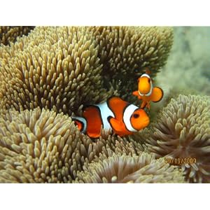 What Underwater Camera
