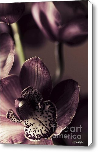 Orchid Canvas