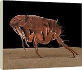 Box Canvas Print of LRDS-52 Cat Flea from Ardea