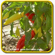 1 Lb Hot Pepper Seeds - 'Hungarian Wax Hot' Bulk Vegetable Seeds