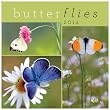 2014 Butterflies Wall Calendar