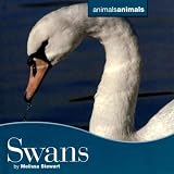 Swans (Animals Animals)