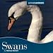 Swans (Animals Animals)