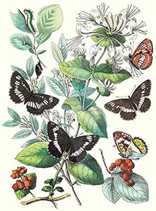Butterflies: N. Lucilla, L. Sibylla Art Print on Canvas