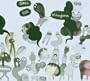 Wishingbone (W/Dvd) (Dlx) (Rmx)