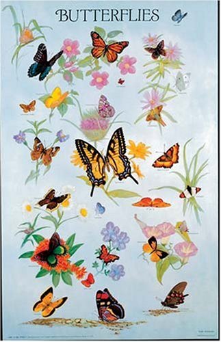 Butterflies poster