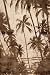 Trade Winds I - John Seba Art Print Poster 24 x 36