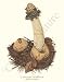 Botanical Mushroom Print: Common Stinkhorn - Phallus impudicus