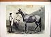 Colour Print 1874 Man Holding Horse Lord Clifden Stable