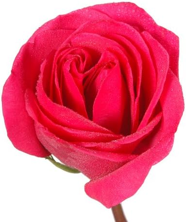 Fresh Flowers - 4 Dozens Pink Roses (No Vase)