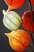 Physalis - 24