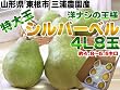 【送料無料】 洋ナシの王様 シルバーベル約5kg（5キロ） 【山形県産】 【お歳暮に最適】
