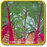 1 Oz Swiss Chard Seeds - 'Pink Lipstick' Bulk Vegetable ... thumbnail