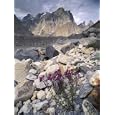Dwarf Fireweed and Trango, Baltoro Muztagh Range, Pakistan Places Photographic Poster Print by Gavriel Jecan, 12x16