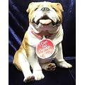 Englische Bulldogge