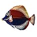 Next Innovations WA3DMANGELFISHMULTI CB Angelfish Refraxions 3D Wall Art, Multi