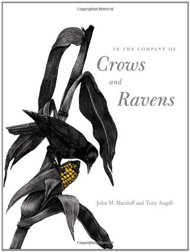 In the Company of Crows and Ravens