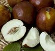 Jujube "Li" Five Gallon Tree