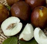Jujube "Li" Five Gallon Tree