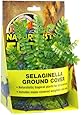 Zoo Med Naturalistic Flora Selaginella Ground Cover