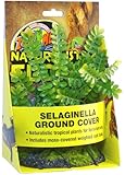 Zoo Med Naturalistic Flora Selaginella Ground Cover