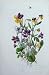 C1870 Anne Pratt Plants Hairy Violet Pansy Heartsease