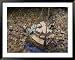 Indonesian Navy Sailors Load Boxes of Aid Bound for Banda Aceh into a Container Ship Framed Art Poster Print, 49x39